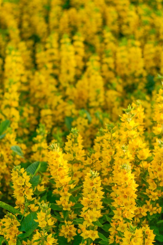 closeup of a field with many flowers growing in it