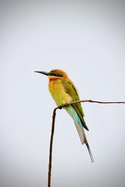 two colorful birds sitting on top of a tree nch