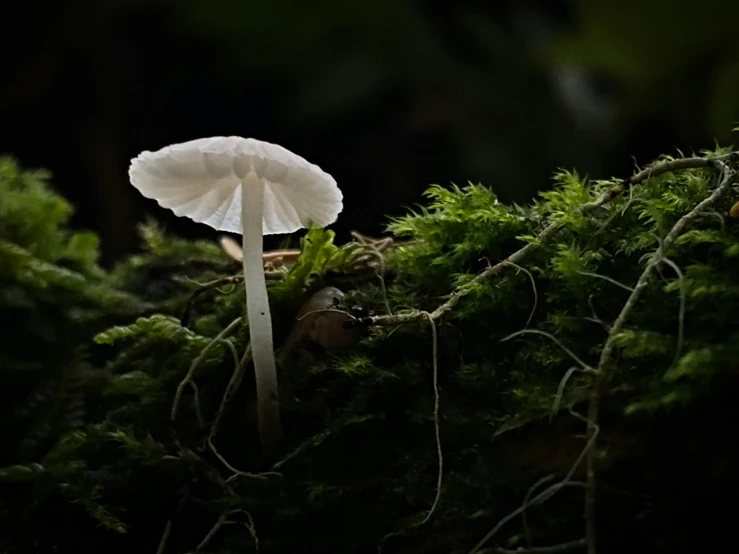 white mushroom growing in the dark of night