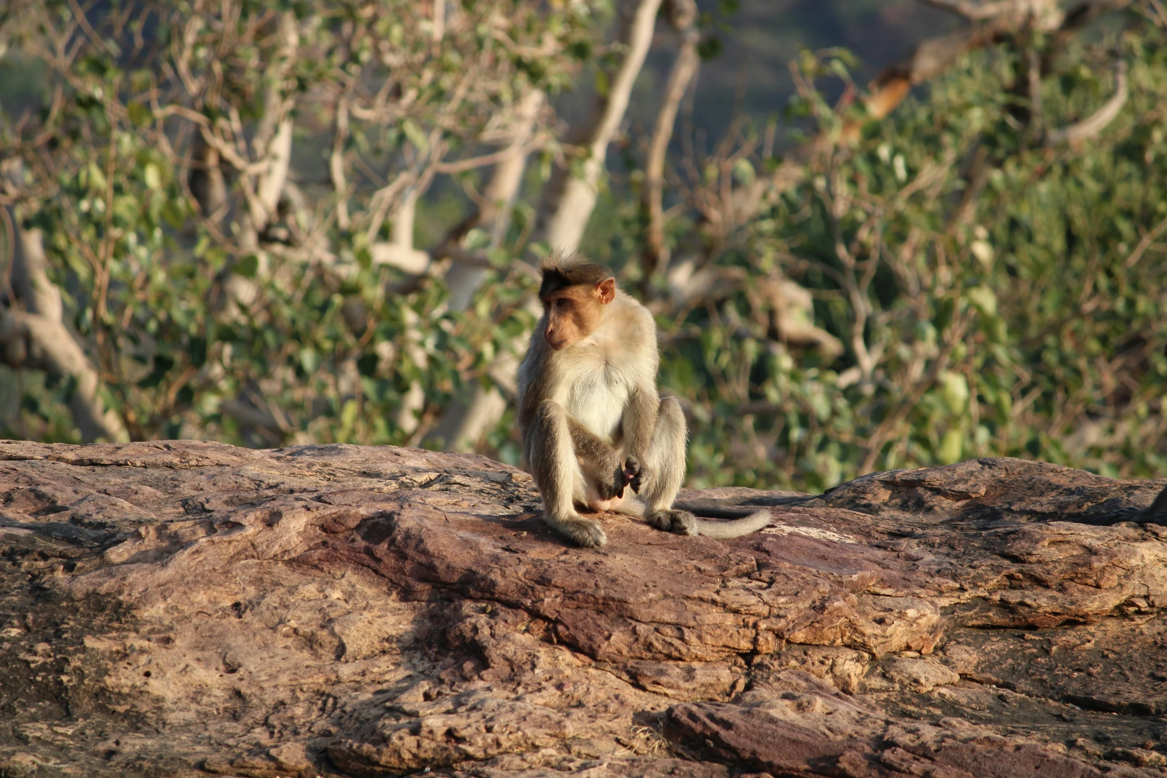 a close up of a monkey on a rock near many trees