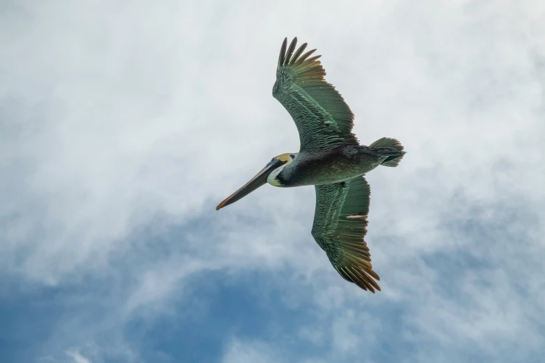 a bird flying through the air and its wings