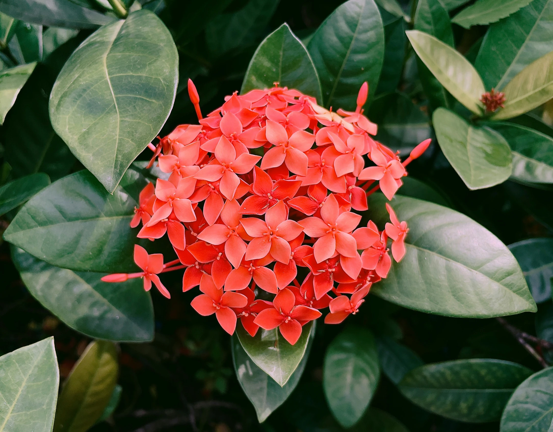 a bright orange flower with a few leaves