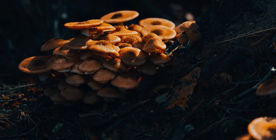 a cluster of mushrooms on the ground of a forest