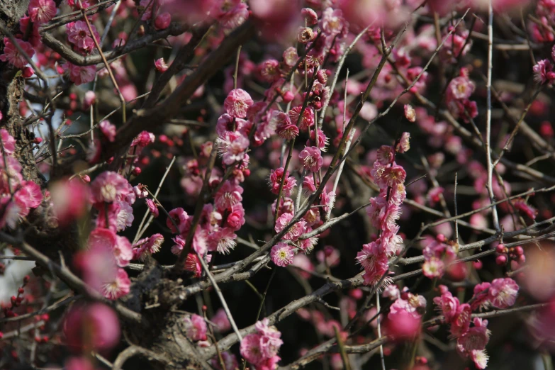 a bunch of little pink flowers that are on a tree