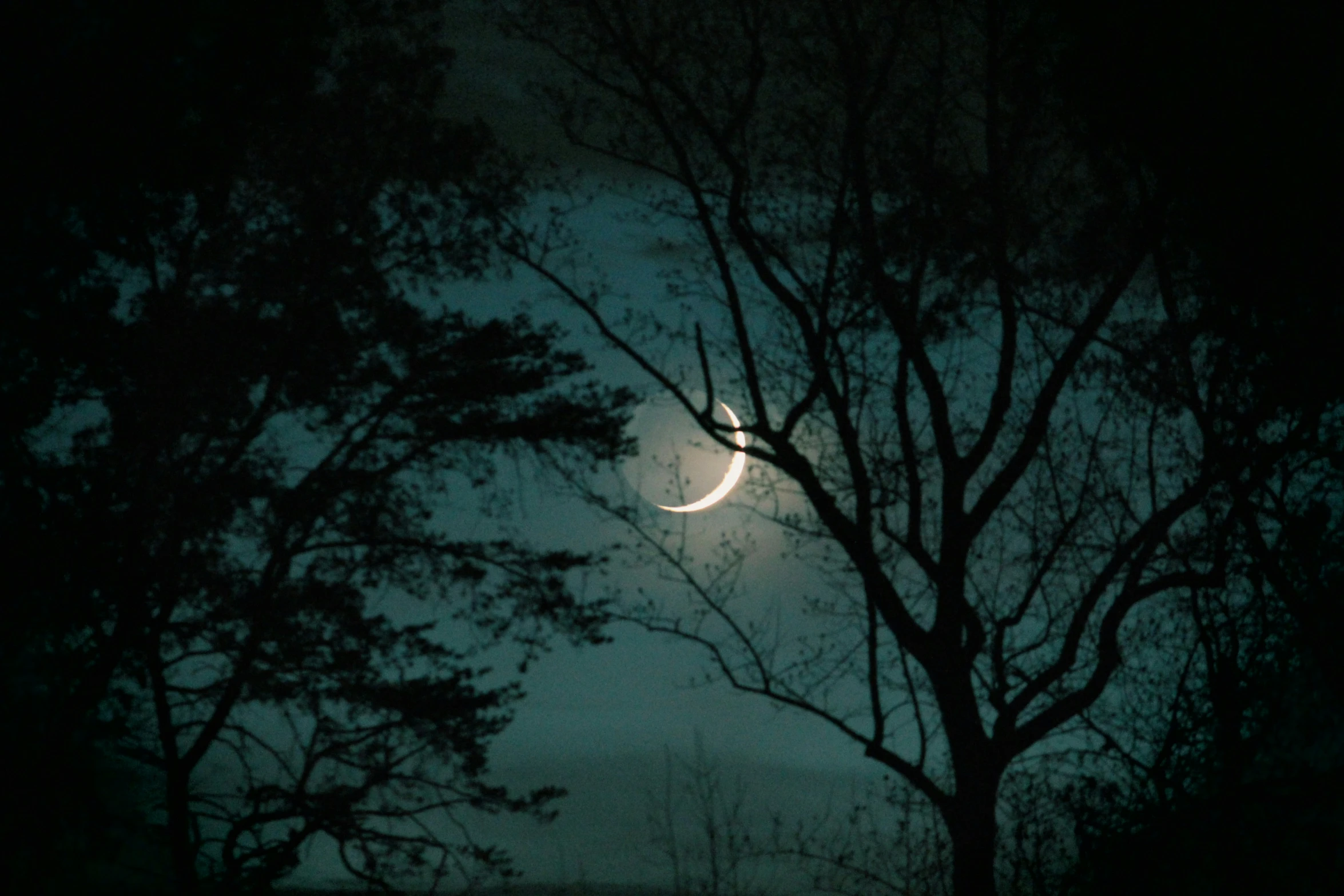 the moon shines through the trees at night