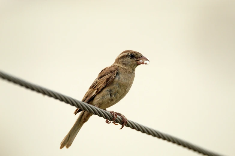 a bird sits on top of a wire
