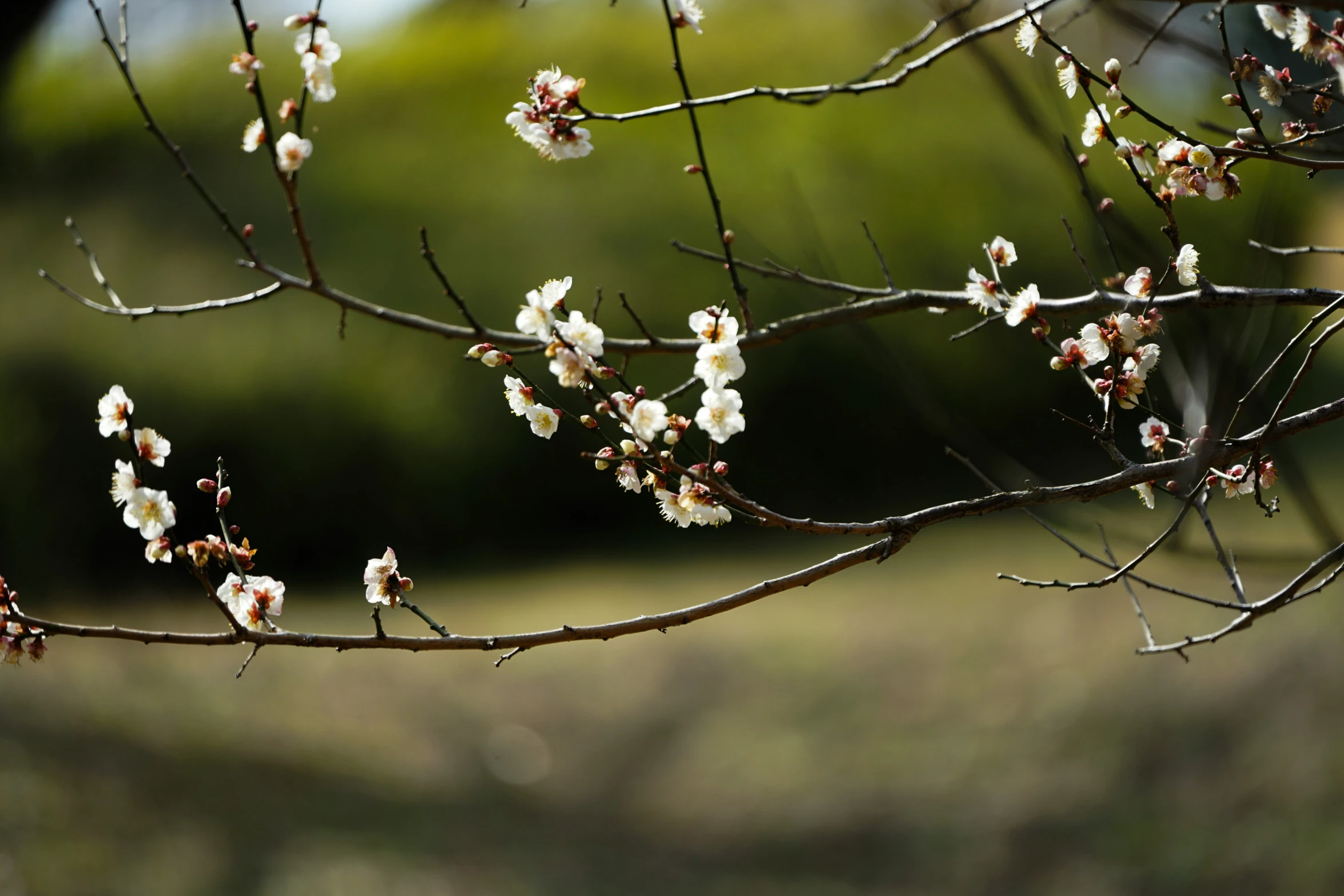 a blooming nch of a flowering tree