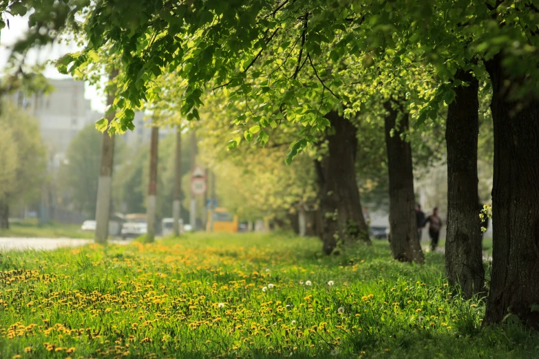 trees line a grassy road with yellow flowers