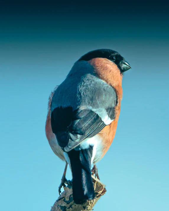 a colorful bird perched on a stick in the sun