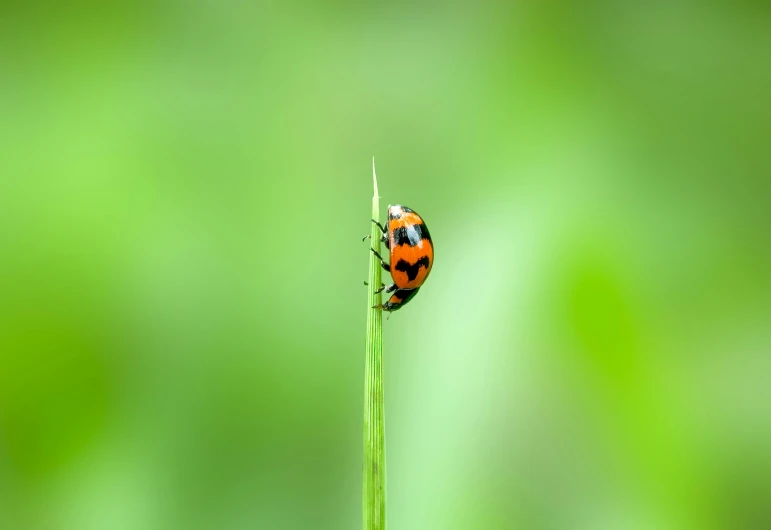 a bug with two dots is perched on a single stem
