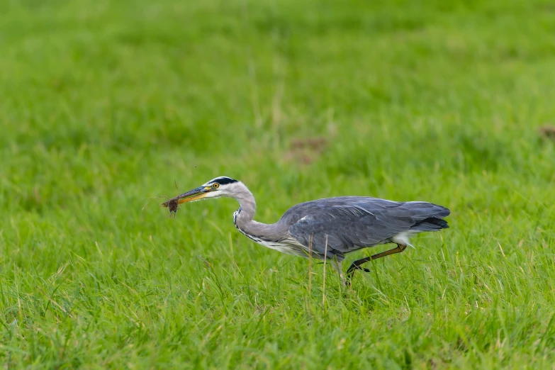 a heron stands on a field holding a worm