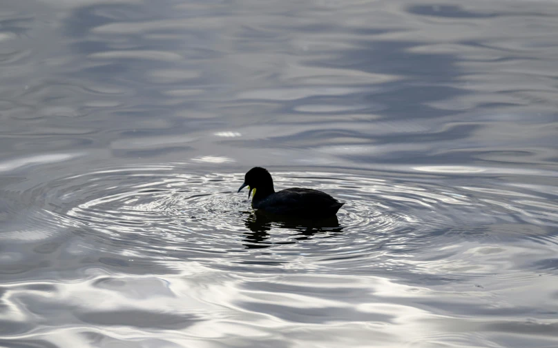 an image of a bird floating in the water