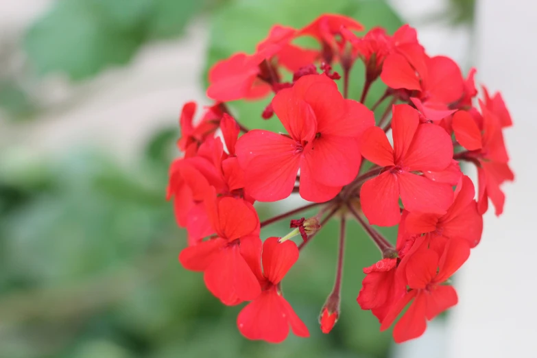 closeup of a bright red flower with blurry background