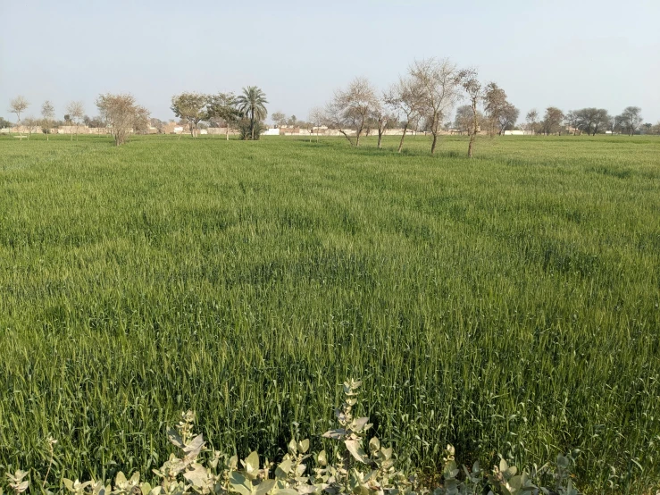 a field with many tall green grass