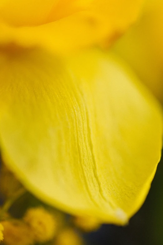 closeup s of yellow flower on a black background