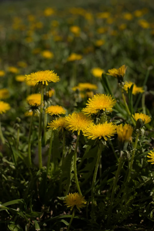 lots of yellow flowers that are in the grass