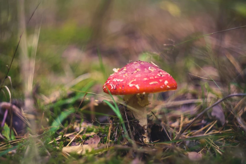 red mushroom sitting on the ground in some grass