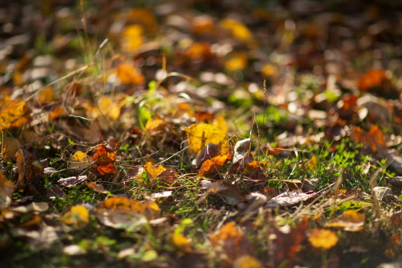 a bunch of yellow flowers on the ground