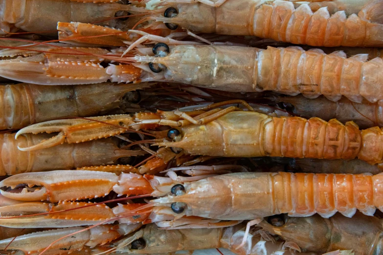 a pile of large and small cut up lobsters