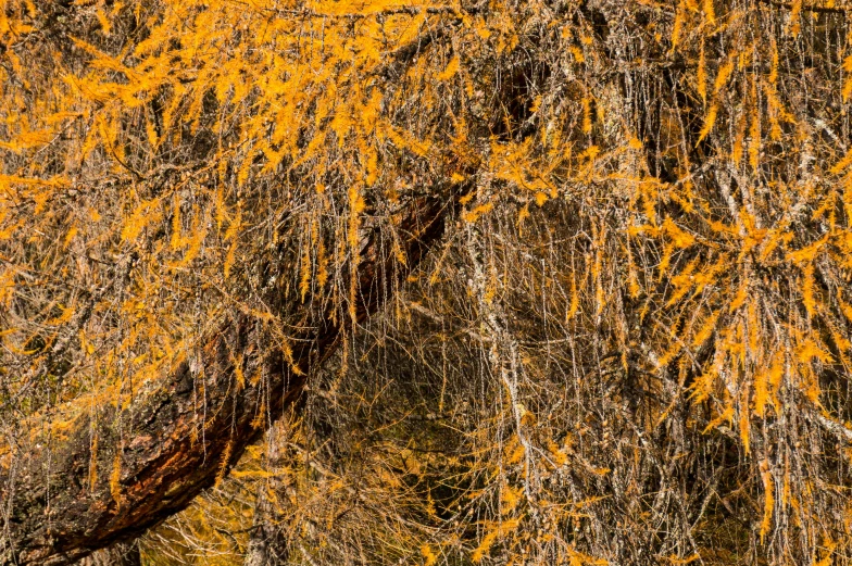 yellow leaves of tree in autumn time