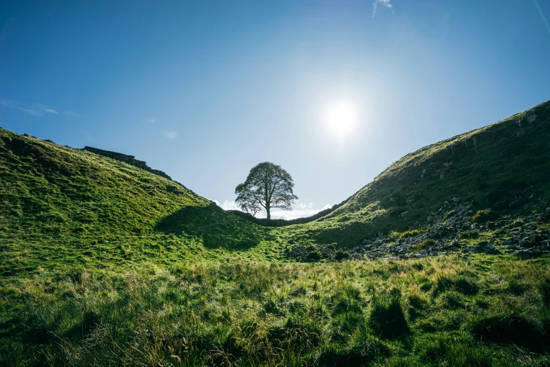 a lone tree on a grassy hill with the sun above