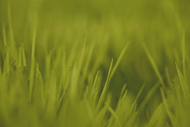 an image of the side of some grass