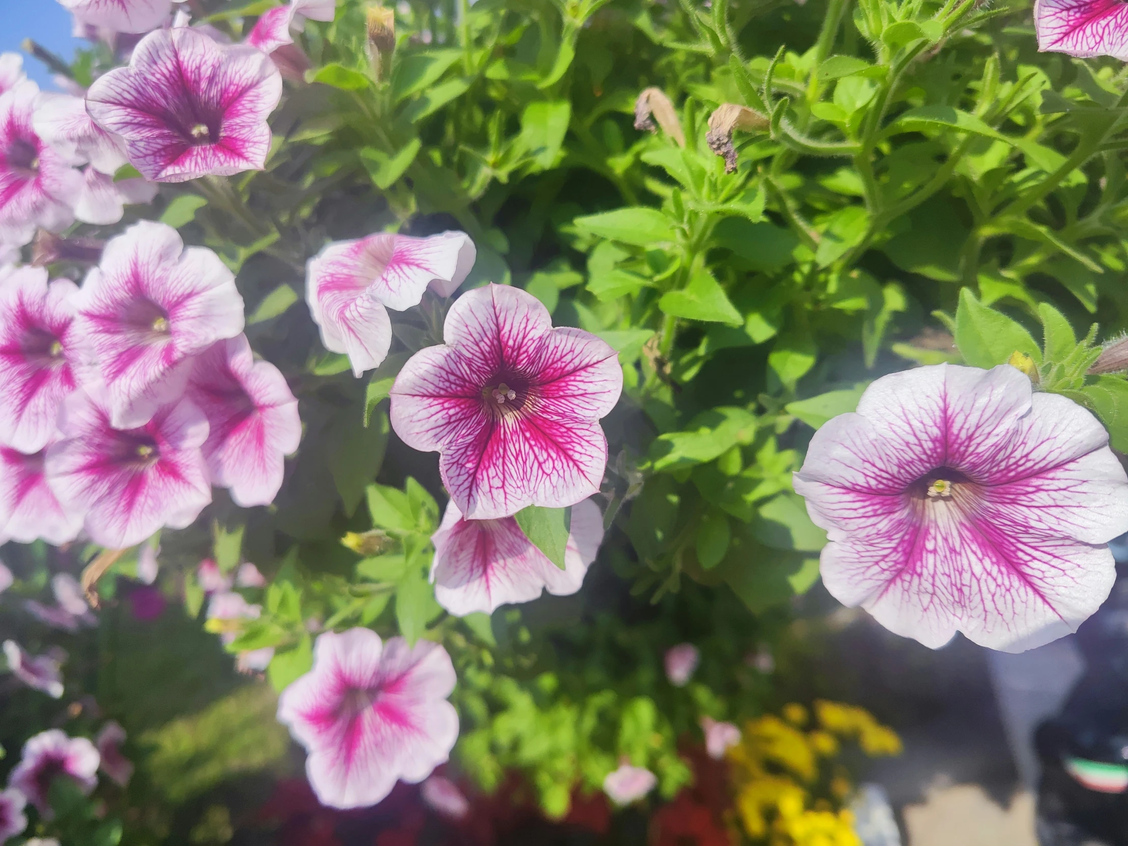 pink flowers with green leaves are growing