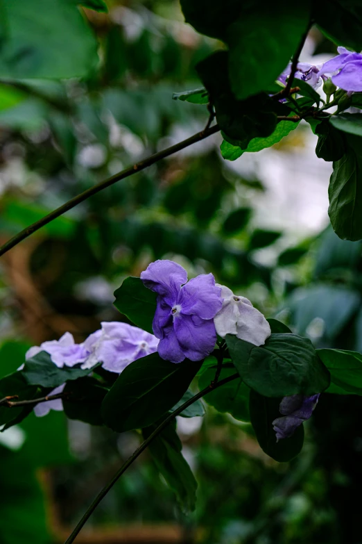 several purple and white flowers in front of some green leaves