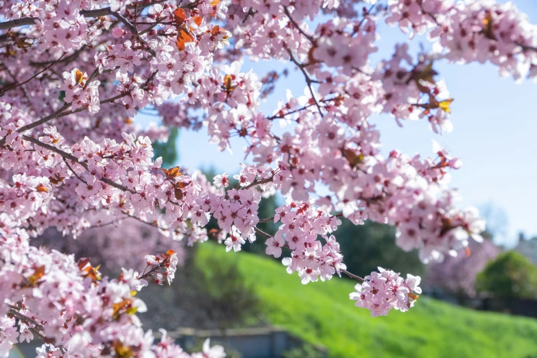 a bunch of pink flowers are growing on a tree