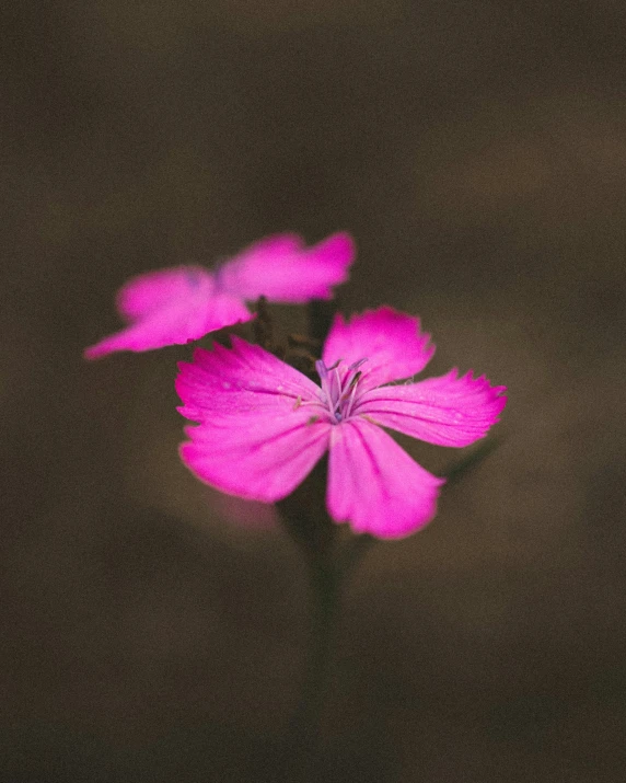 a pink flower on top of a dark surface