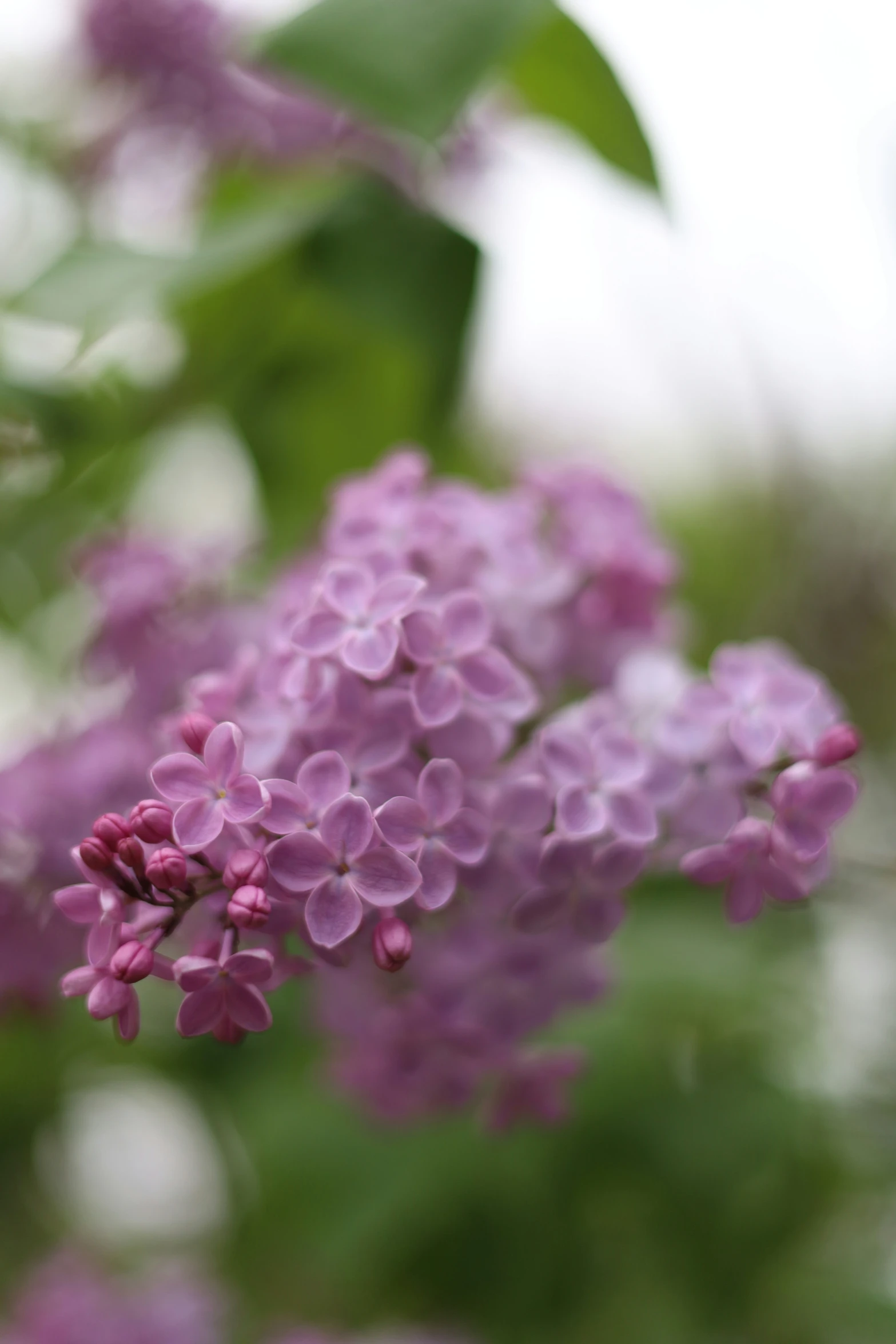 lilac flowers bloom in a tree, on a sunny day