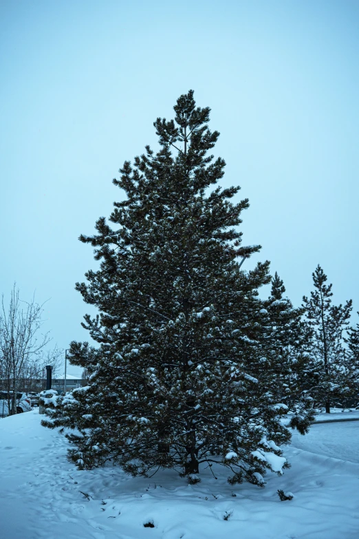 the tree is still covered in snow and standing alone