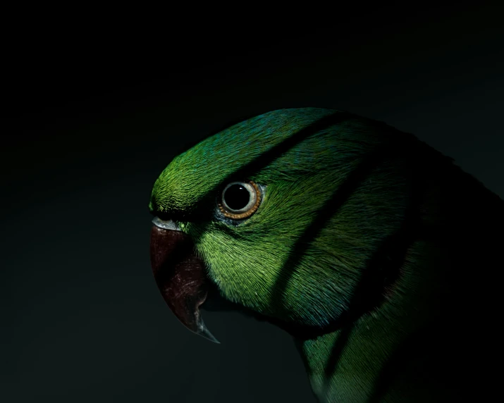 the close up s of a very cute green bird