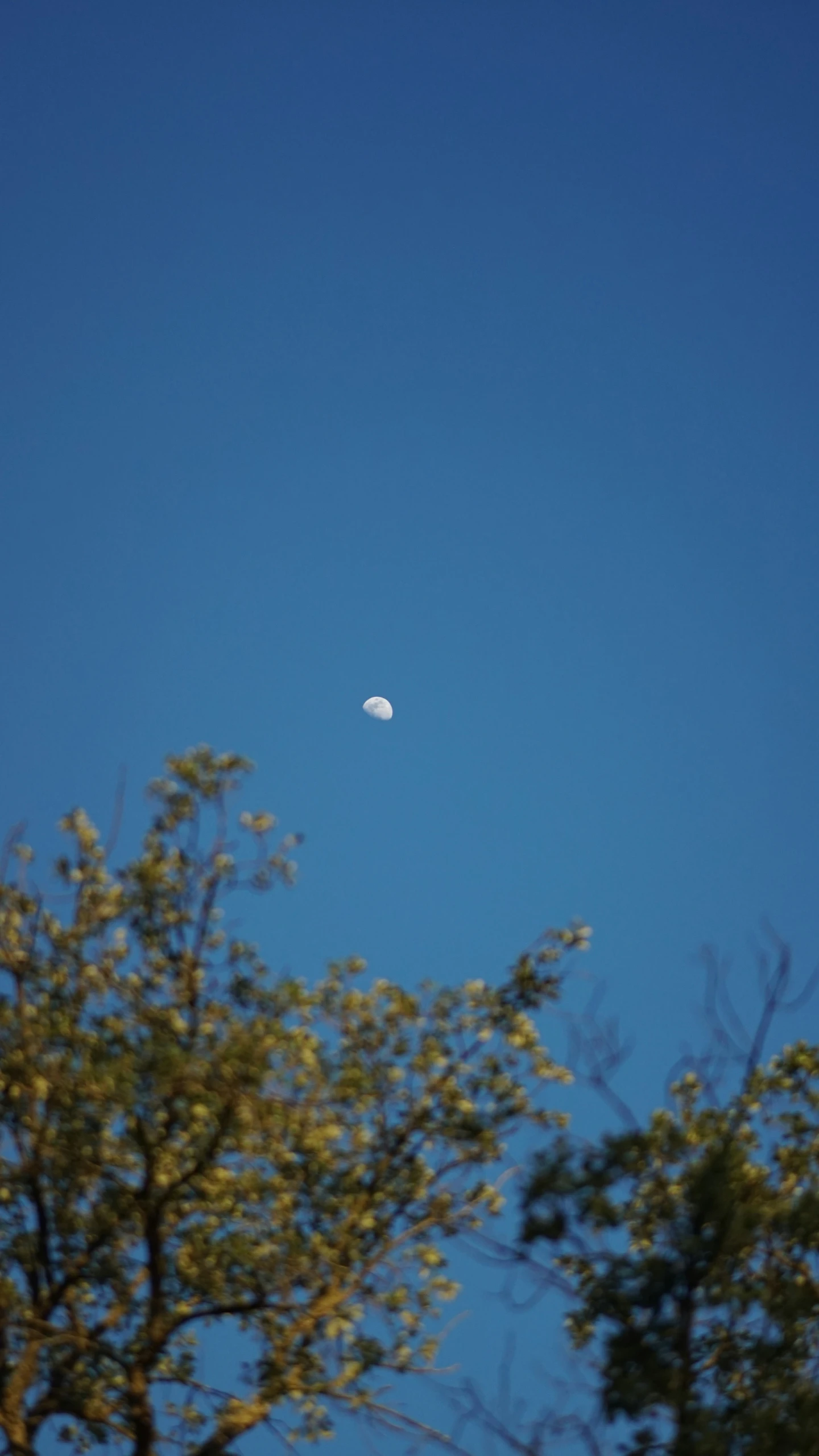 a view of the moon through some trees