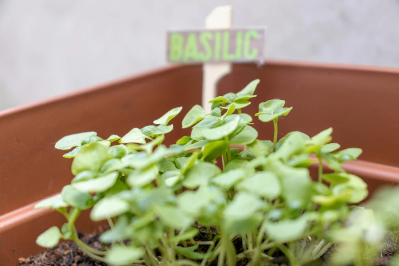 a small plant sits in a pot outside