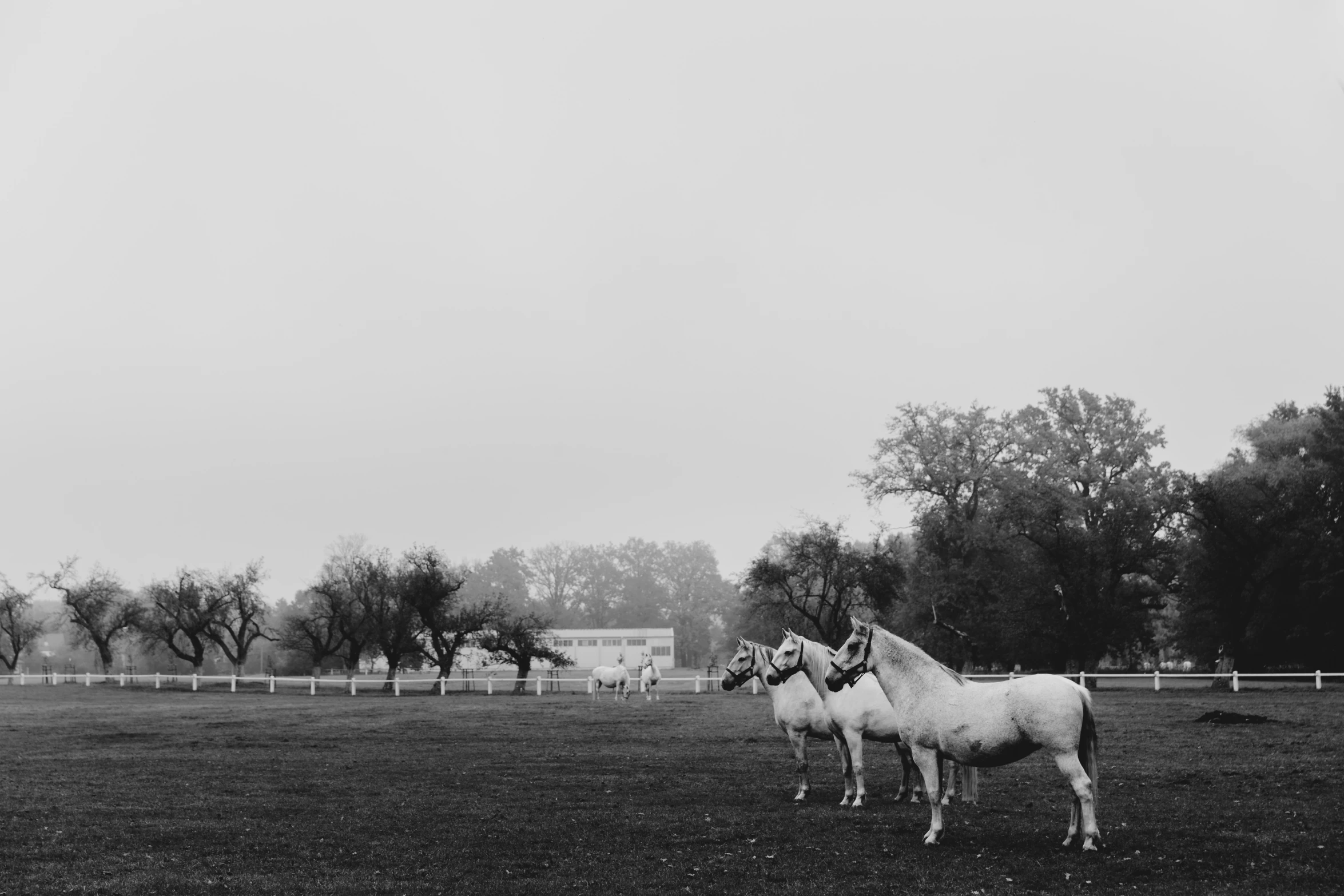 two white horses are in the grass by trees