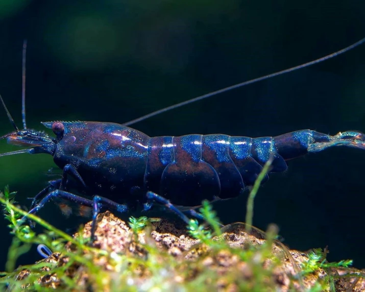 a bright blue insect with shiny red antennae