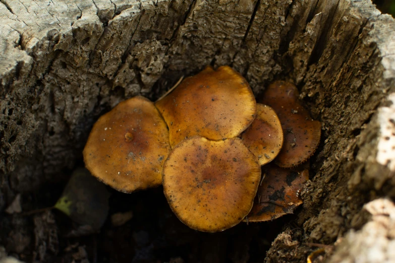 yellow mushrooms on a tree stump are resting in the forest