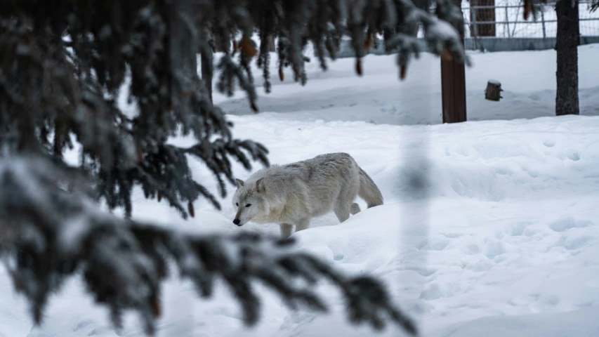 a wolf is standing alone in a snowy forest