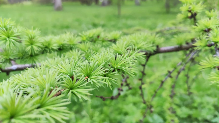 a nch of a pine tree in a field