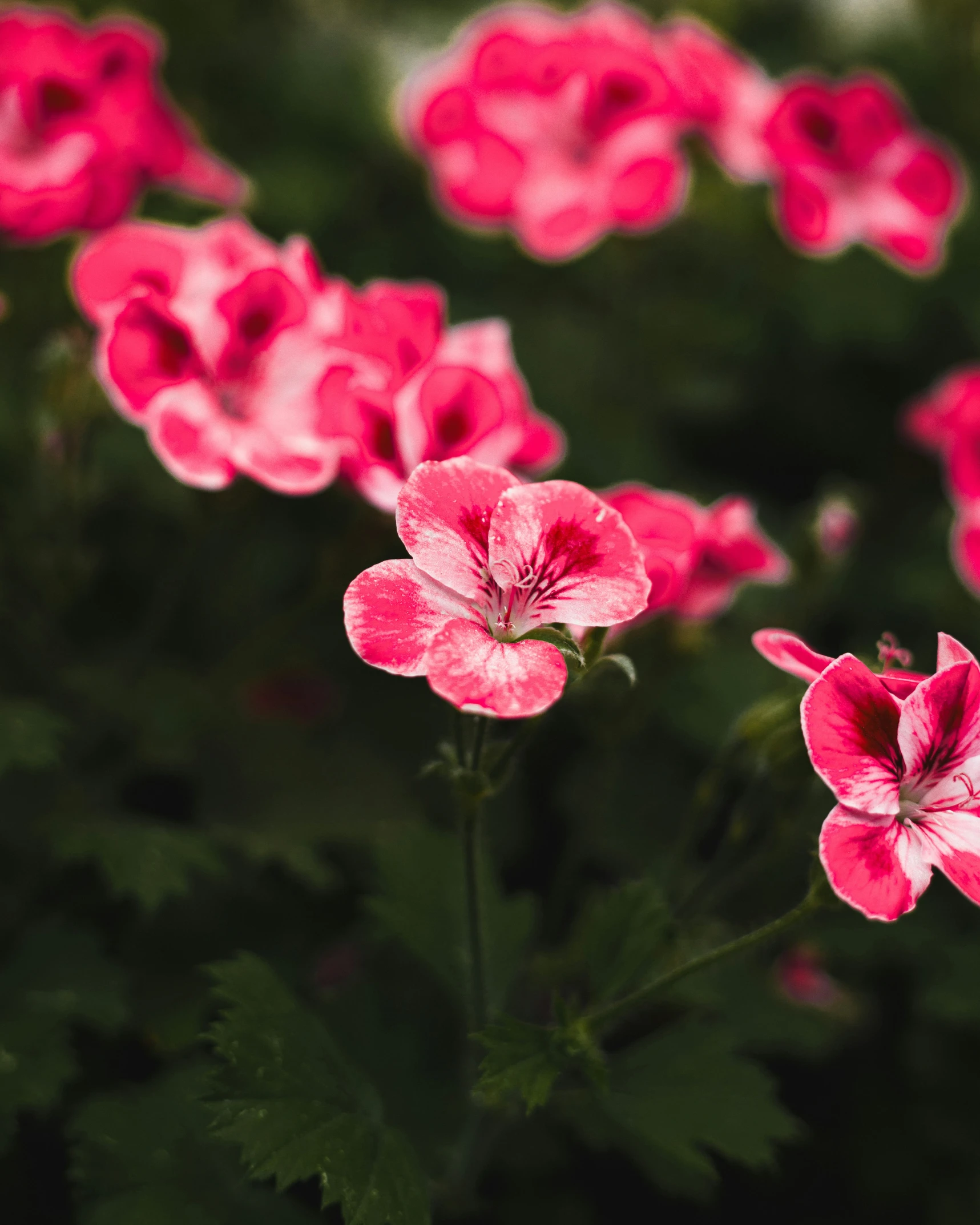 pink flowers bloom in a green background