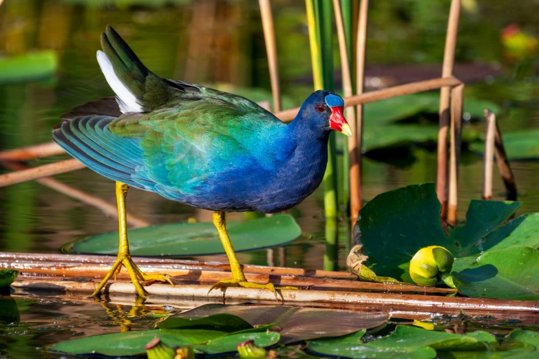 this colorful bird is standing on the nch in the pond