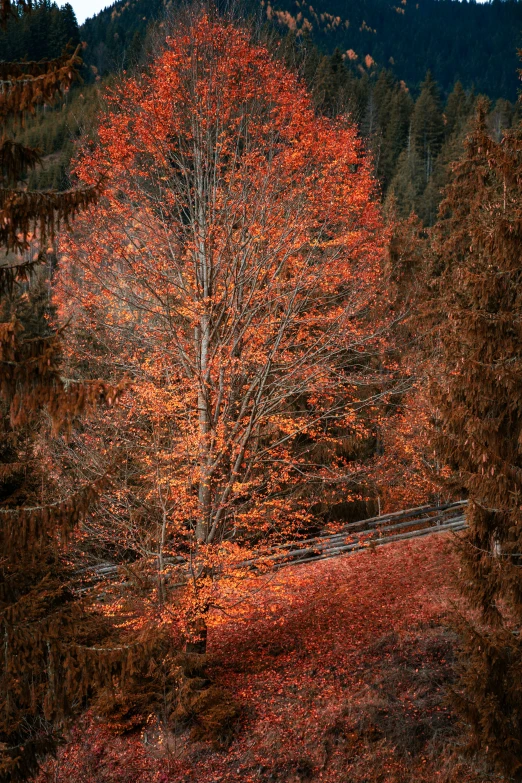 there is a small tree near the mountain