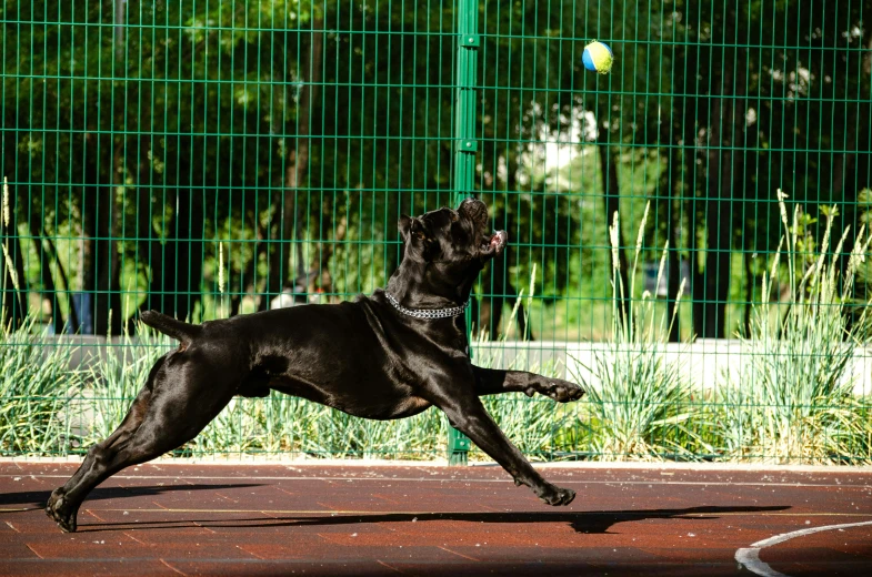 a black dog catches a frisbee in its mouth