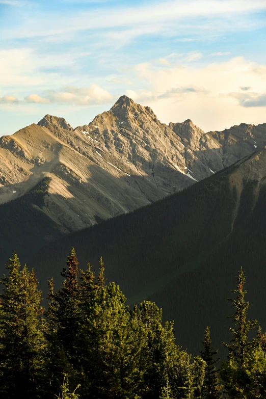 a mountain with trees and snow on the top