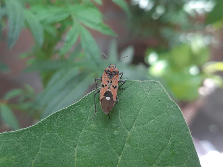 a bug with a black tail sitting on a green leaf