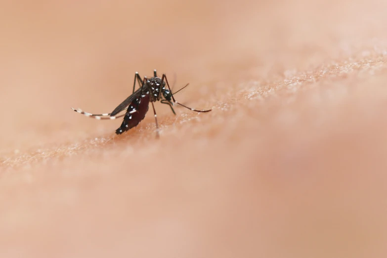 a mosquito is seen walking on top of the skin