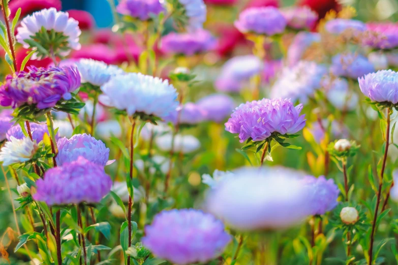 a field of various color flowers