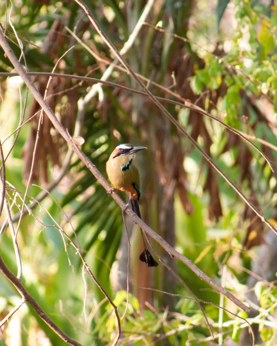 a bird perched on top of a tree nch