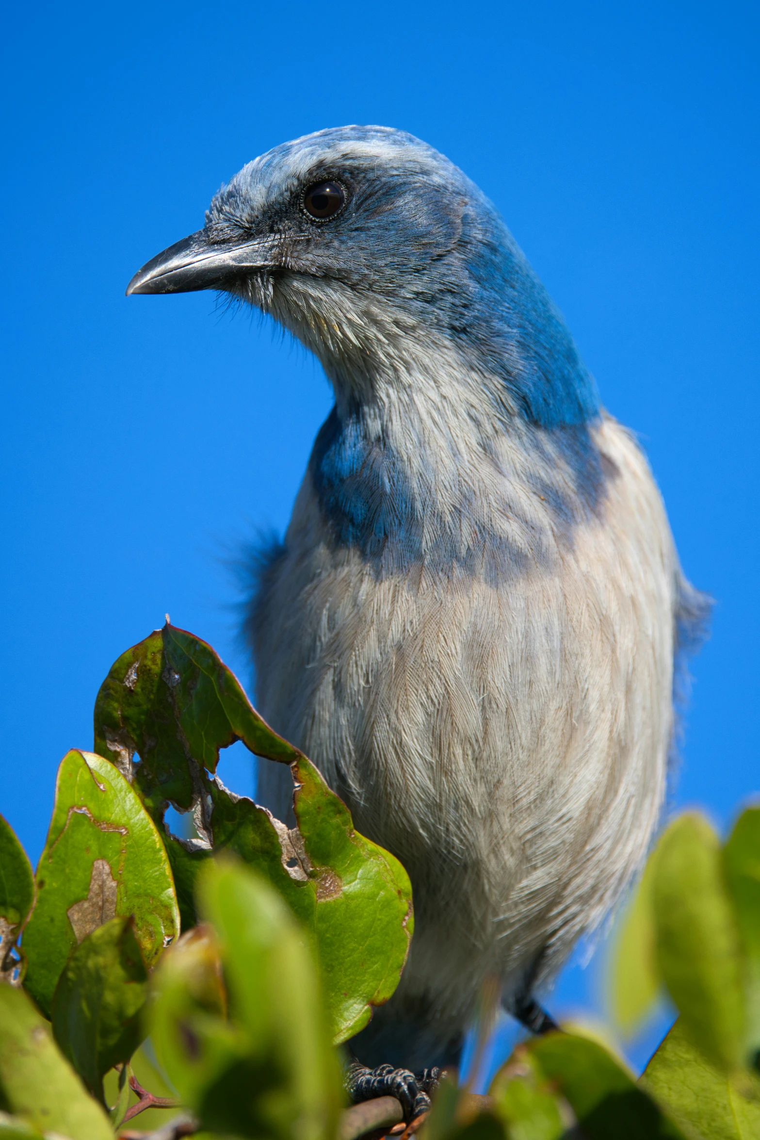 a close up of a bird on top of a tree nch